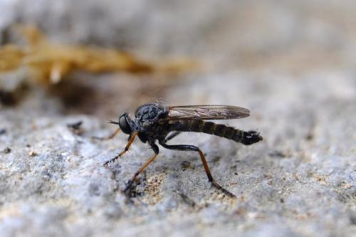 Réf. 205 884 : Neomochtherus geniculatus